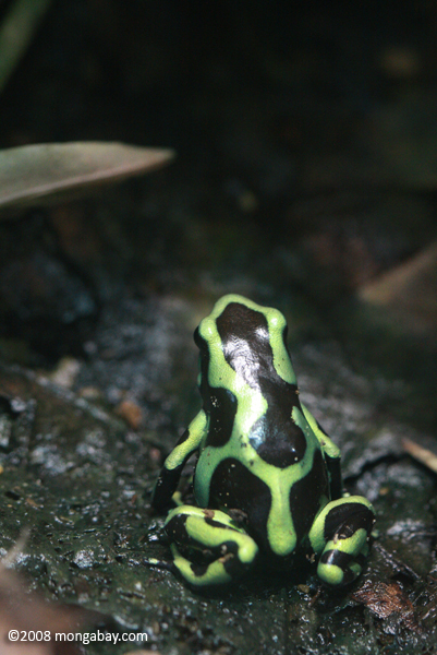 Green and black Poison Dart Frog (Dendrobates auratus)