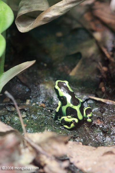 Green and black Dart Poison Frog (Dendrobates auratus)