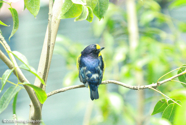 Mangrove Blue-flycatcher (Cyornis rufigastra)