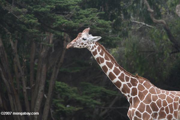 Reticulated Giraffe (Giraffa camelopardalis reticulata)