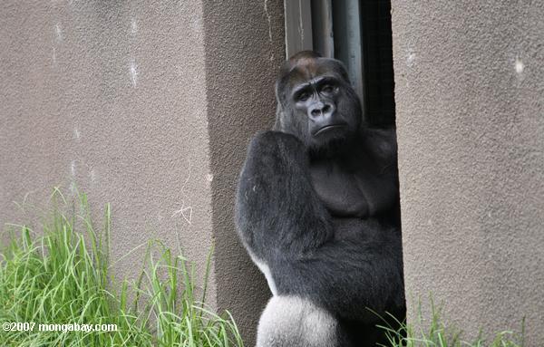 Captive silverback Western Lowland Gorilla (Gorilla gorilla gorilla)