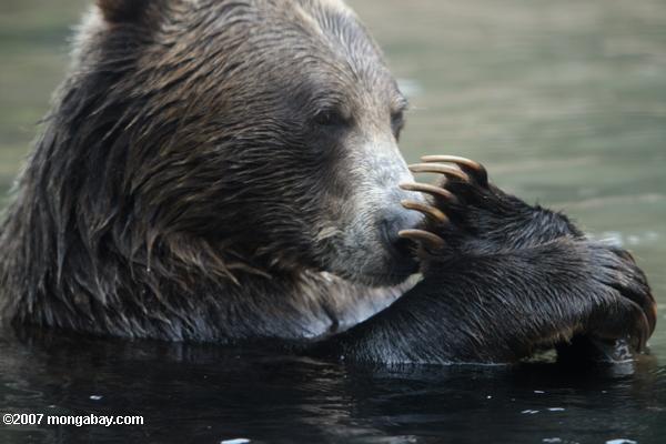Grizzly Bear (Ursus arctos)