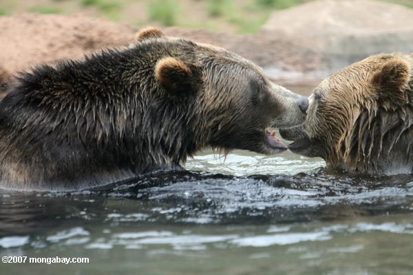 Grizzly Bear (Ursus arctos)