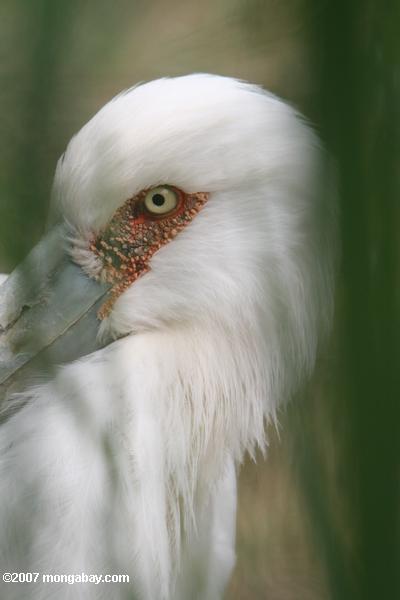 Maguari Stork (Ciconia maguari)