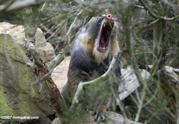 Male Mandrill (Mandrillus sphinx) showing its fangs