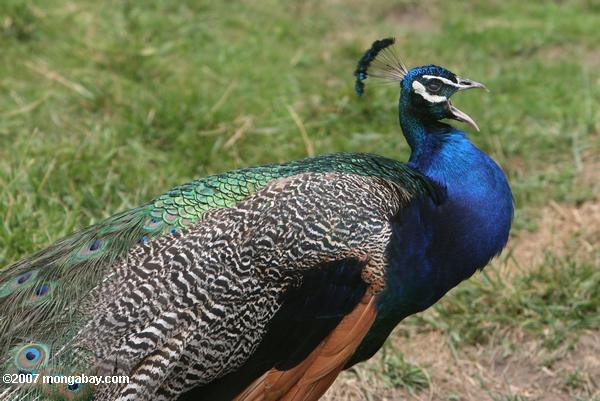 Male Indian blue peacock (Pavo cristatus) making its cat-call