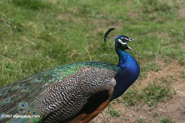 Blue peafowl (Pavo cristatus) singing