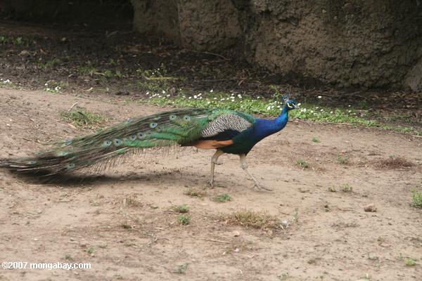Blue peacock