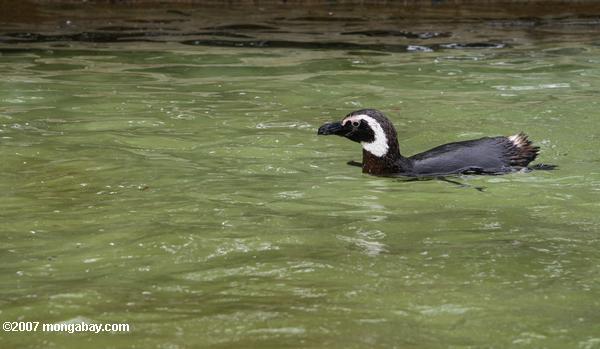 Magellanic Penguin (Speniscus magellanicus)