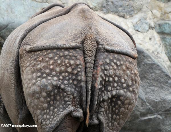 Rear of an Asian rhino