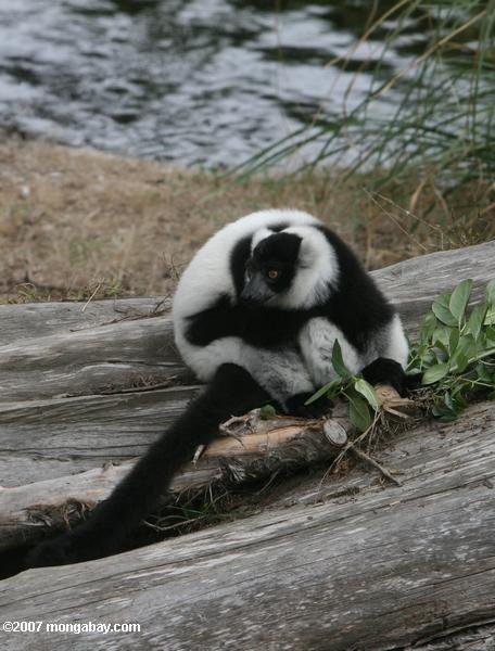 Black and White Ruffed Lemur (Varecia variegata variegata)