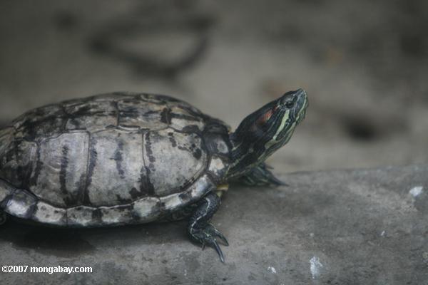 Amazon river turtle