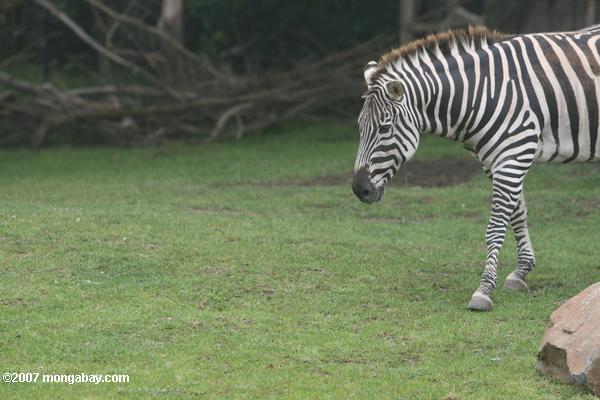 Grant’s Zebra (Equus burchelli boehmi)