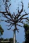 Epiphyte-laden branches of a giant Kapok tree (Ceiba pentandra) at Tikal