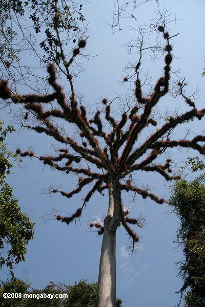 Bromeliad-laden limbs of a giant Kapok tree at Tikal