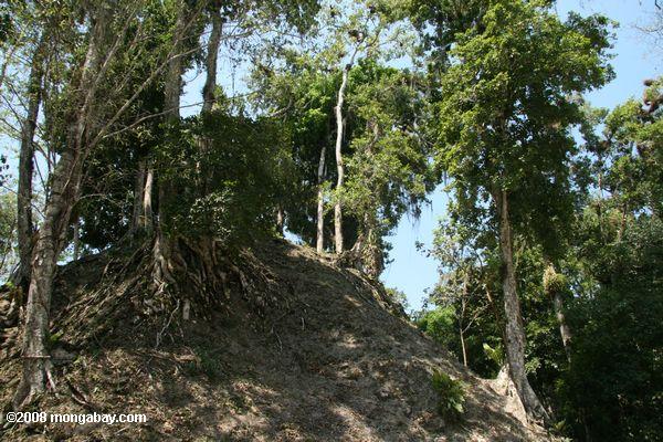 What Tikal looked like before excavation