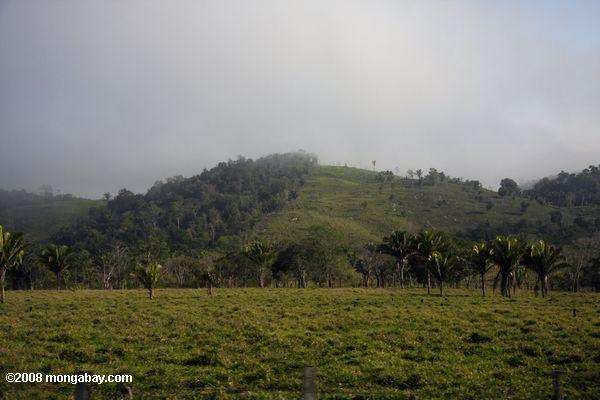 Deforestation for cattle pasture in Guatemala