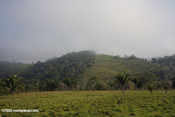 Forest converted for cattle pasture in Guatemala