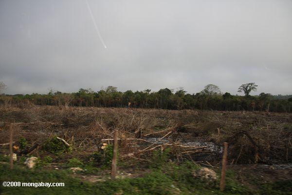 Slash-and-burn farming in Peten, Guatemala