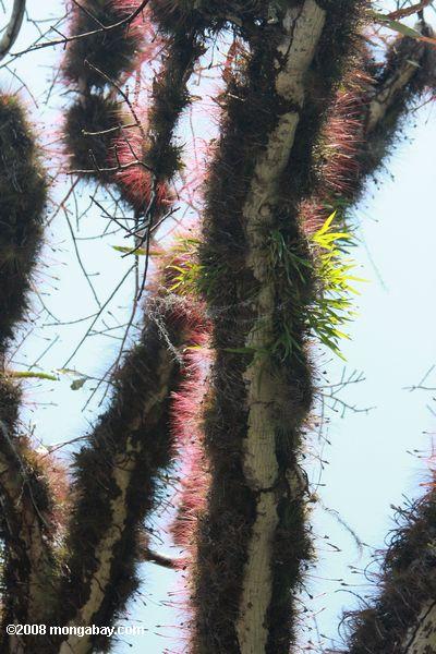 Epiphytes growing densly on the branches of a kapok tree