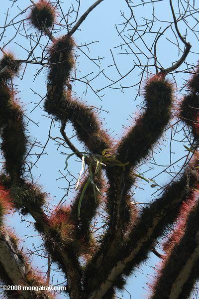 Epiphytes growing densly on the branches of a ceiba tree