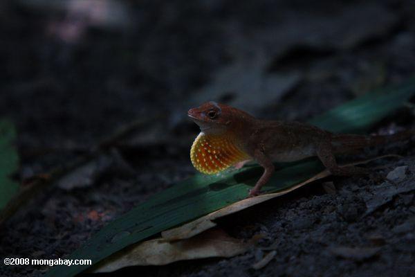 Male anole lizard displaying its orange dewlap