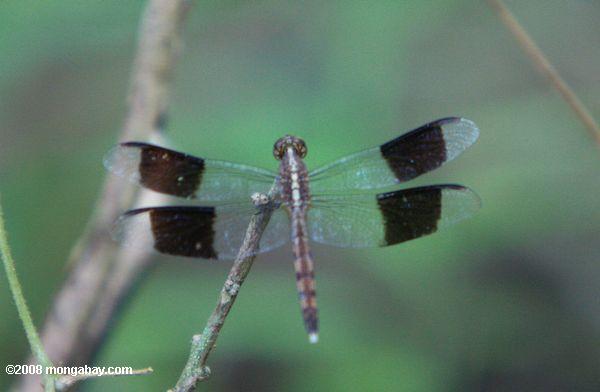 Light gray dragonfly with blank-banded wings