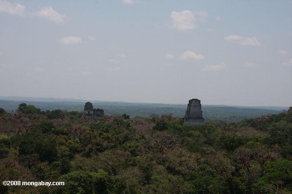 Tikal ruins protruding from the rainforest