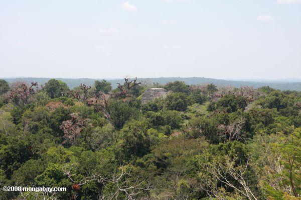 Mayan ruins of Tikal protruding from the rainforest