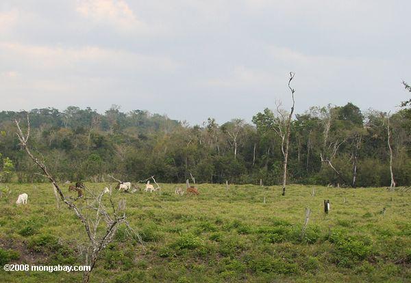 Clear-cutting for cattle pasture in Guatemala