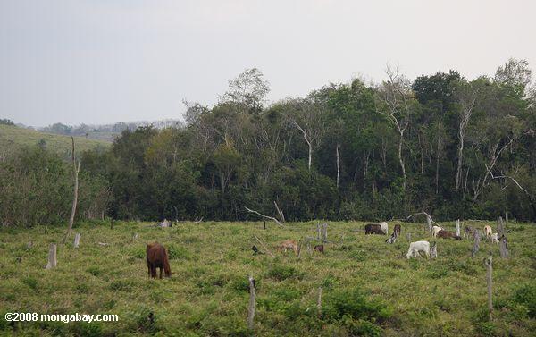 Cattle grazing on former tropical forest land