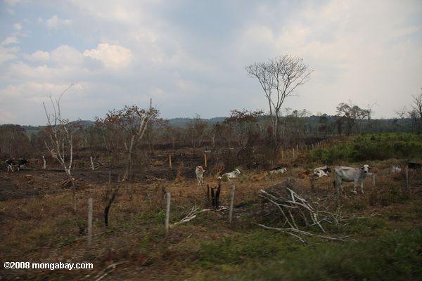 Cattle grazing on former tropical forest land