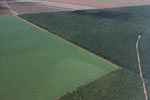 Soy and industrial tree plantations in Brazil