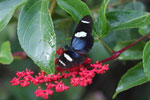 Postman butterfly, Heliconius erato or melpomene (blue form) [brasil_143]