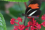 Postman butterfly, Heliconius erato or melpomene (red form) [brasil_152]