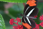 Postman butterfly, Heliconius erato or melpomene (red form)