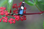 Postman butterfly, Heliconius erato or melpomene (blue form)