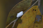 Fury white planthopper [brasil_178]