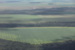 Large-scale soy fields in the southern Amazon