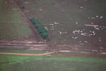 Aerial view of cattle in the Brazilian Amazon