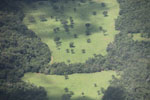 Cattle pasture in the Amazon
