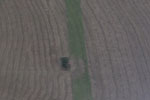 Solitary tree in the middle of a soy field