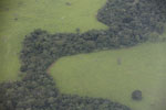 Amazon cattle pasture and forest