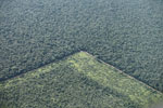 Pasture and legal forest reserve near the Arc of Deforestation in the Brazilian Amazon