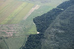 Amazon forest margin
