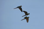 Chestnut-fronted Macaws (Ara severus) in flight [brazil_0663]
