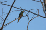 Chestnut-fronted Macaw (Ara severus) [brazil_0678]