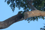 Pair of Chestnut-fronted Macaw (Ara severus) near a tree hollow
