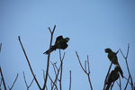 Chestnut-fronted Macaw (Ara severus)