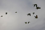 Chestnut-fronted Macaws (Ara severus) in flight [brazil_0697]